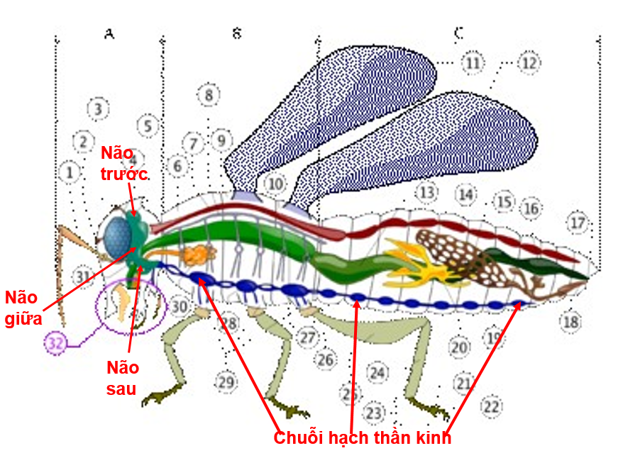 Cấu tạo hệ thần kinh của sâu bọ